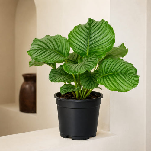 Calathea Orbifolia