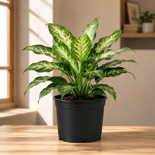 Dieffenbachia Compacta