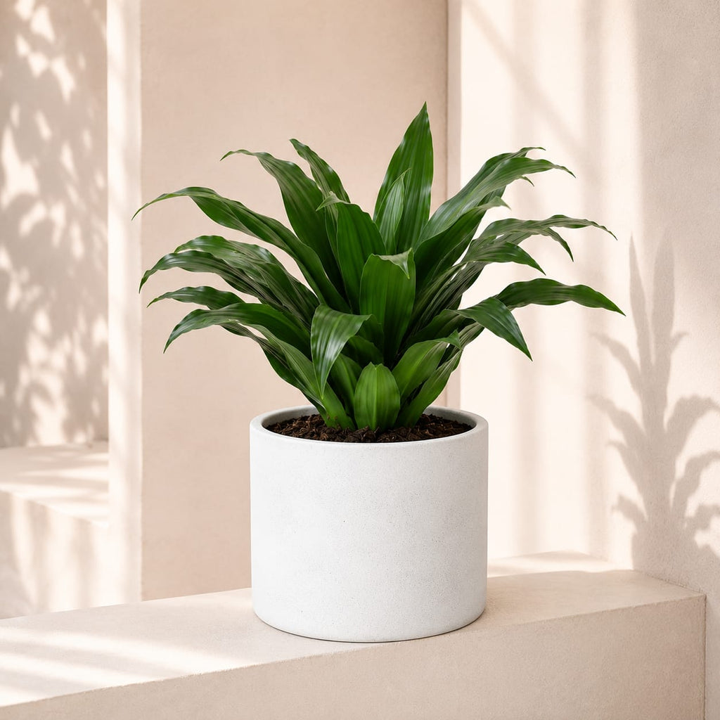 Dracaena Compacta Head
