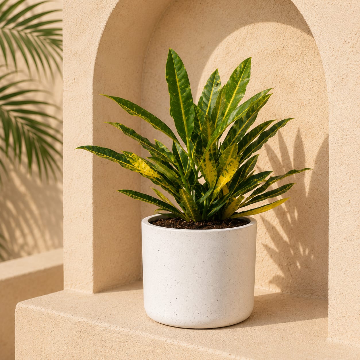 Sunny Star Croton
