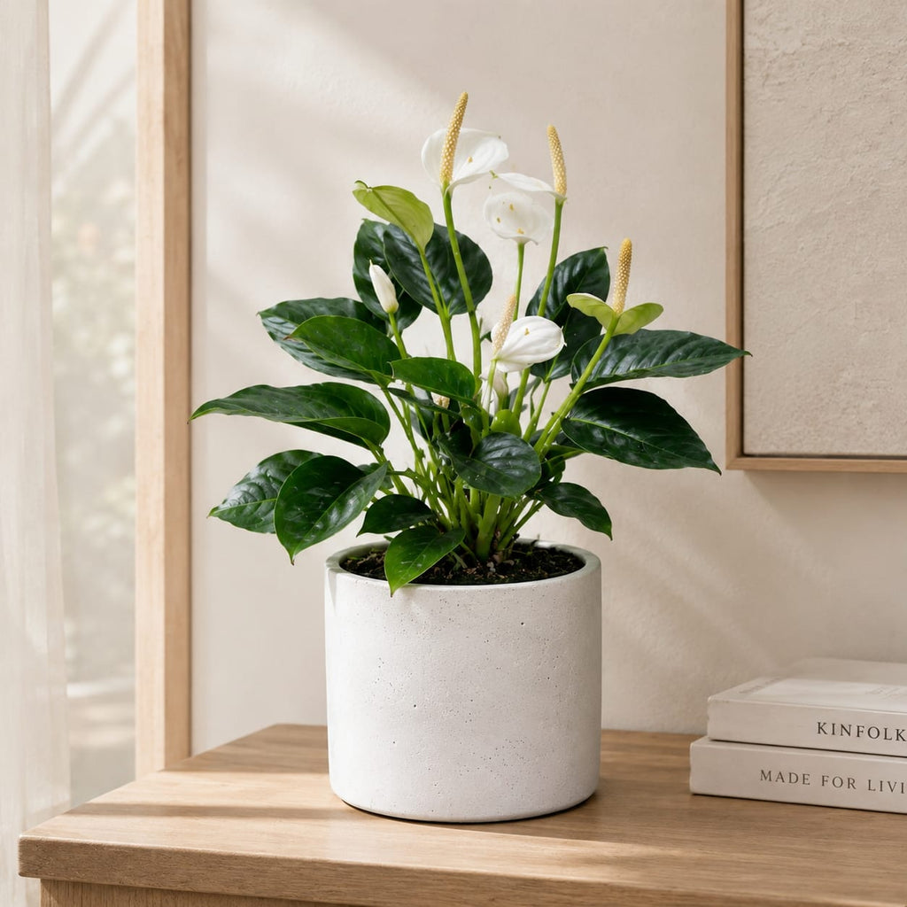 White Flamingo Flower