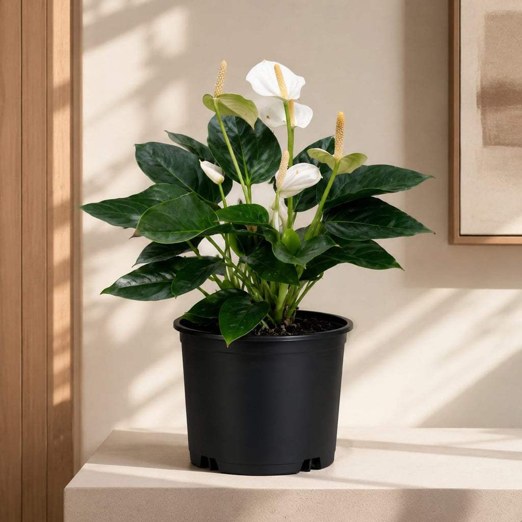 White Flamingo Flower