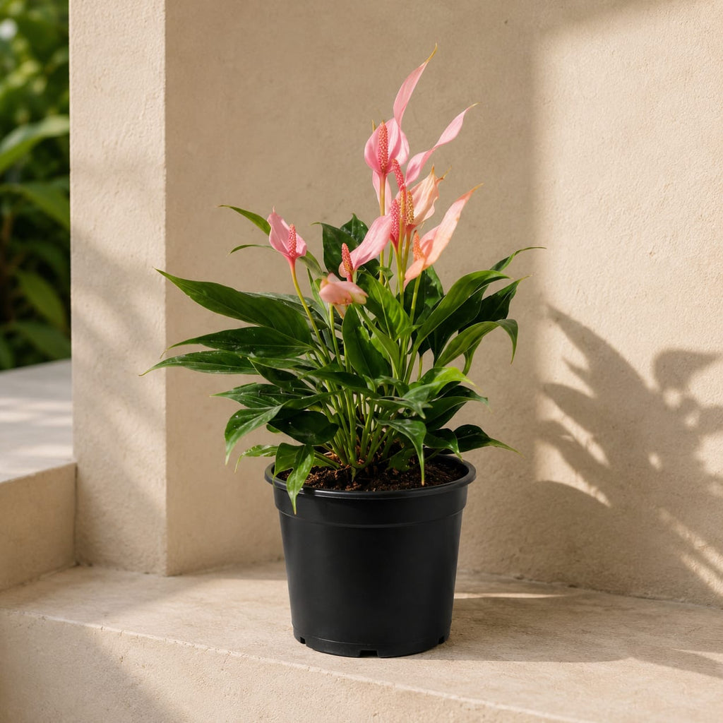 Siam Tulip