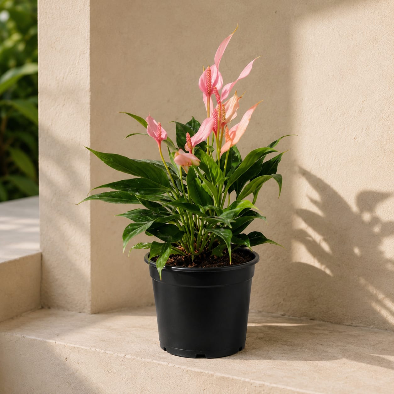 Siam Tulip
