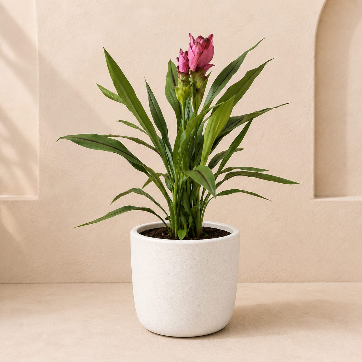 Siam Tulip