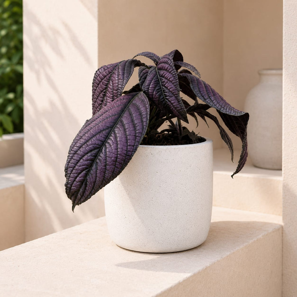 Persian Shield