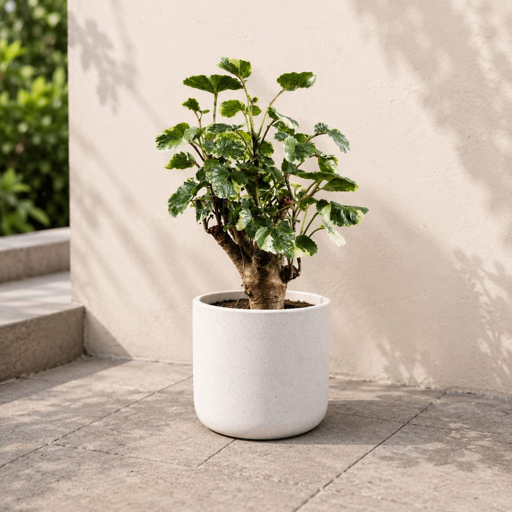 Balfour Aralia