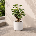 Balfour Aralia