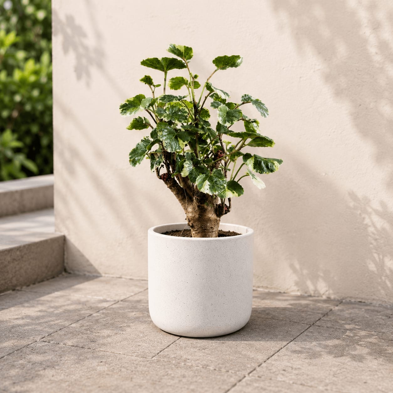 Balfour Aralia
