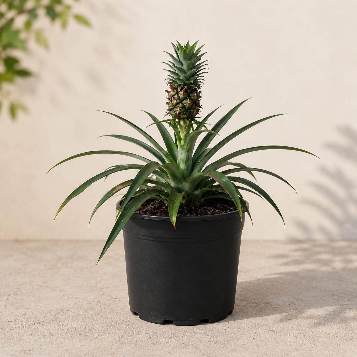 Ornamental Pineapple