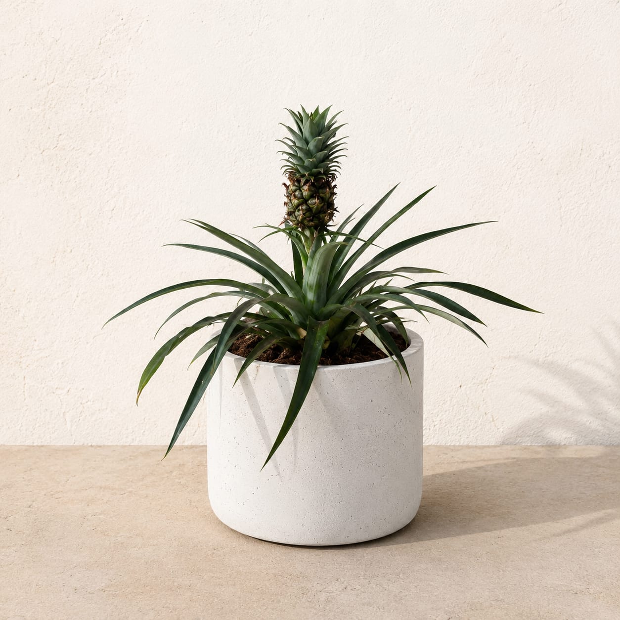 Ornamental Pineapple
