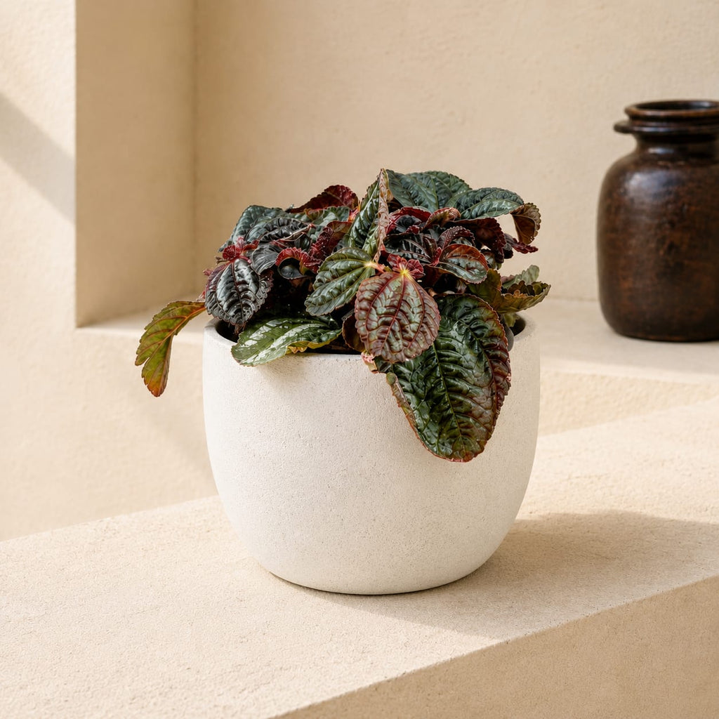 Friendship Plant