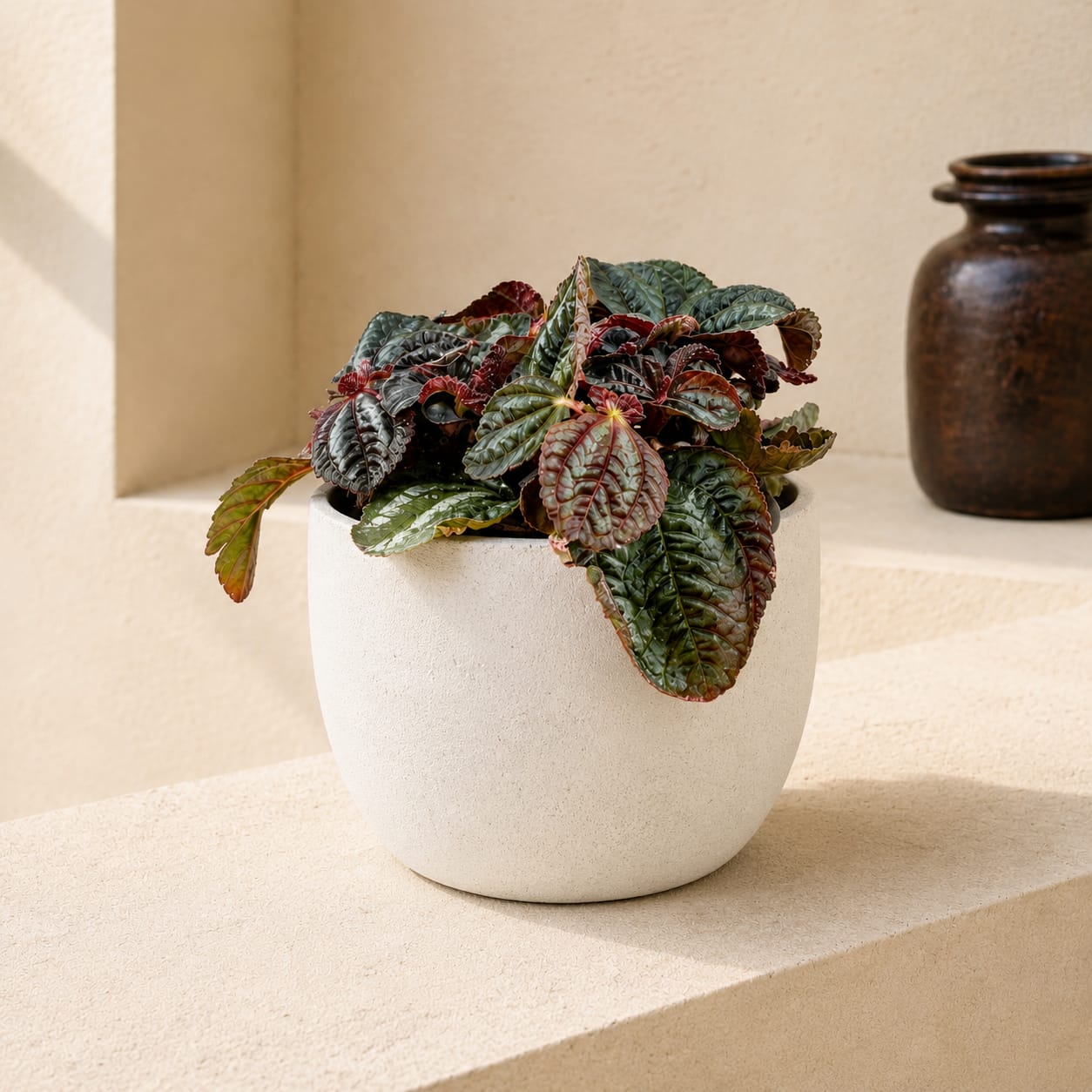 Friendship Plant