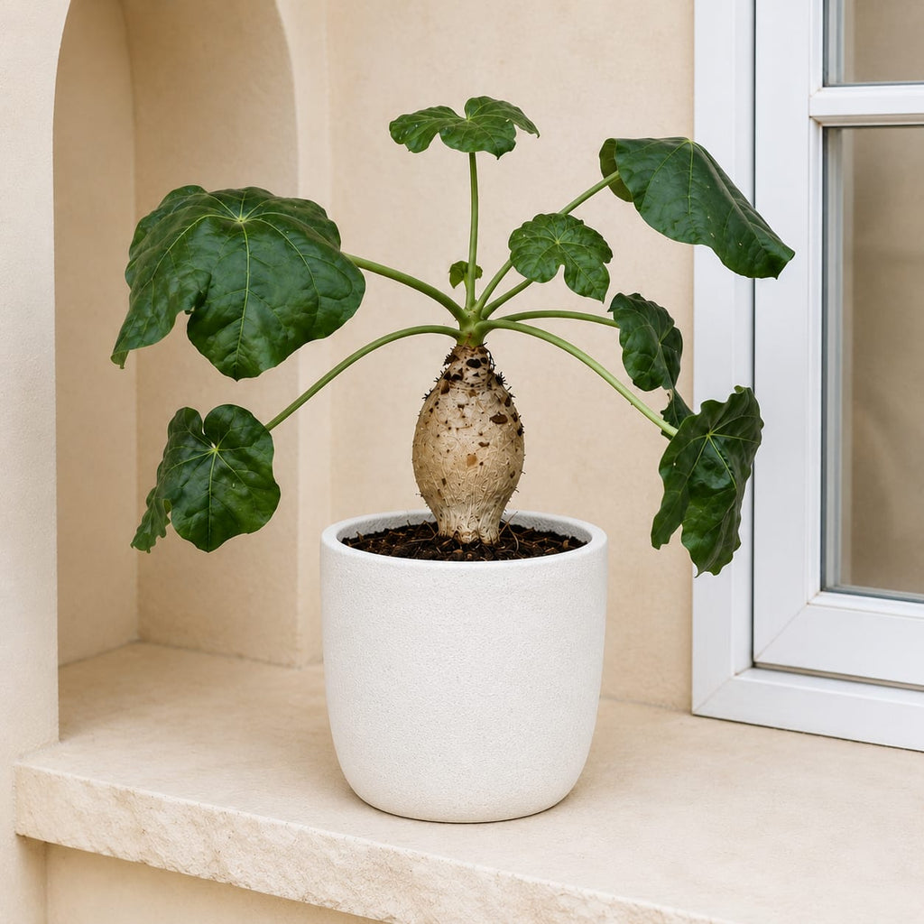 Coral Plant
