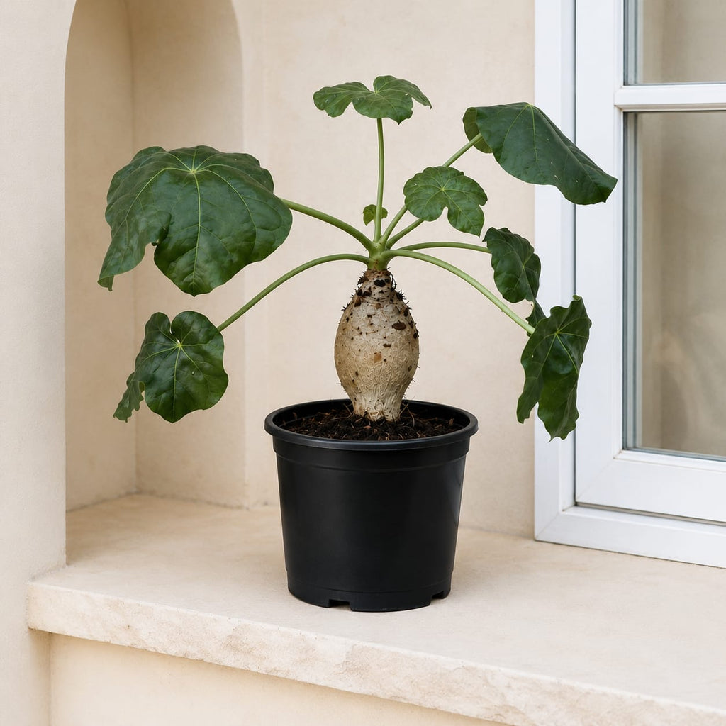 Coral Plant