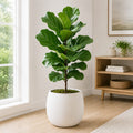 Fiddle Leaf Fig