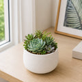Succulent Mix
