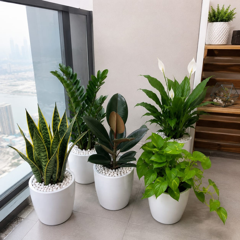 5 Plants Deal (Snake Plant, ZZ Plant, Rubber Plant, Money Plant, Peace Lily)