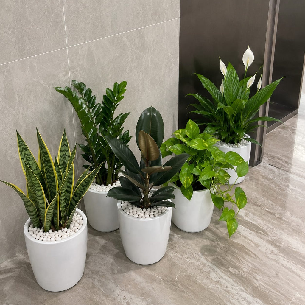 5 Plants Deal (Snake Plant, ZZ Plant, Rubber Plant, Money Plant, Peace Lily)