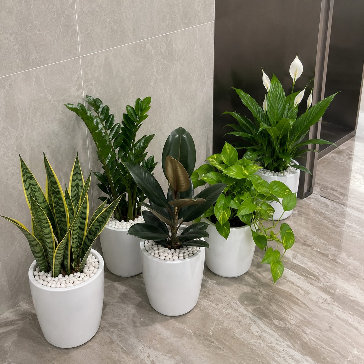 5 Plants Deal (Snake Plant, ZZ Plant, Rubber Plant, Money Plant, Peace Lily)