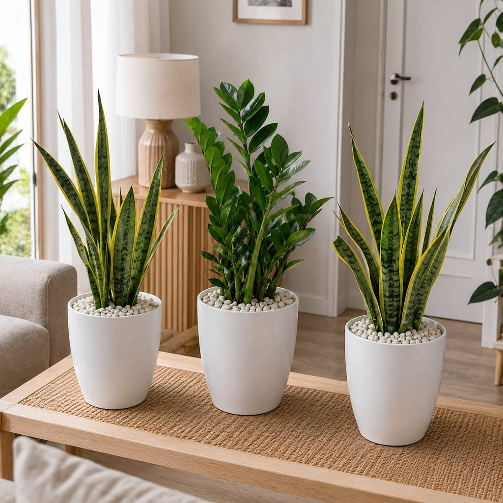 3 Plants Deal (2 Snake Plants + 1 ZZ Plant)