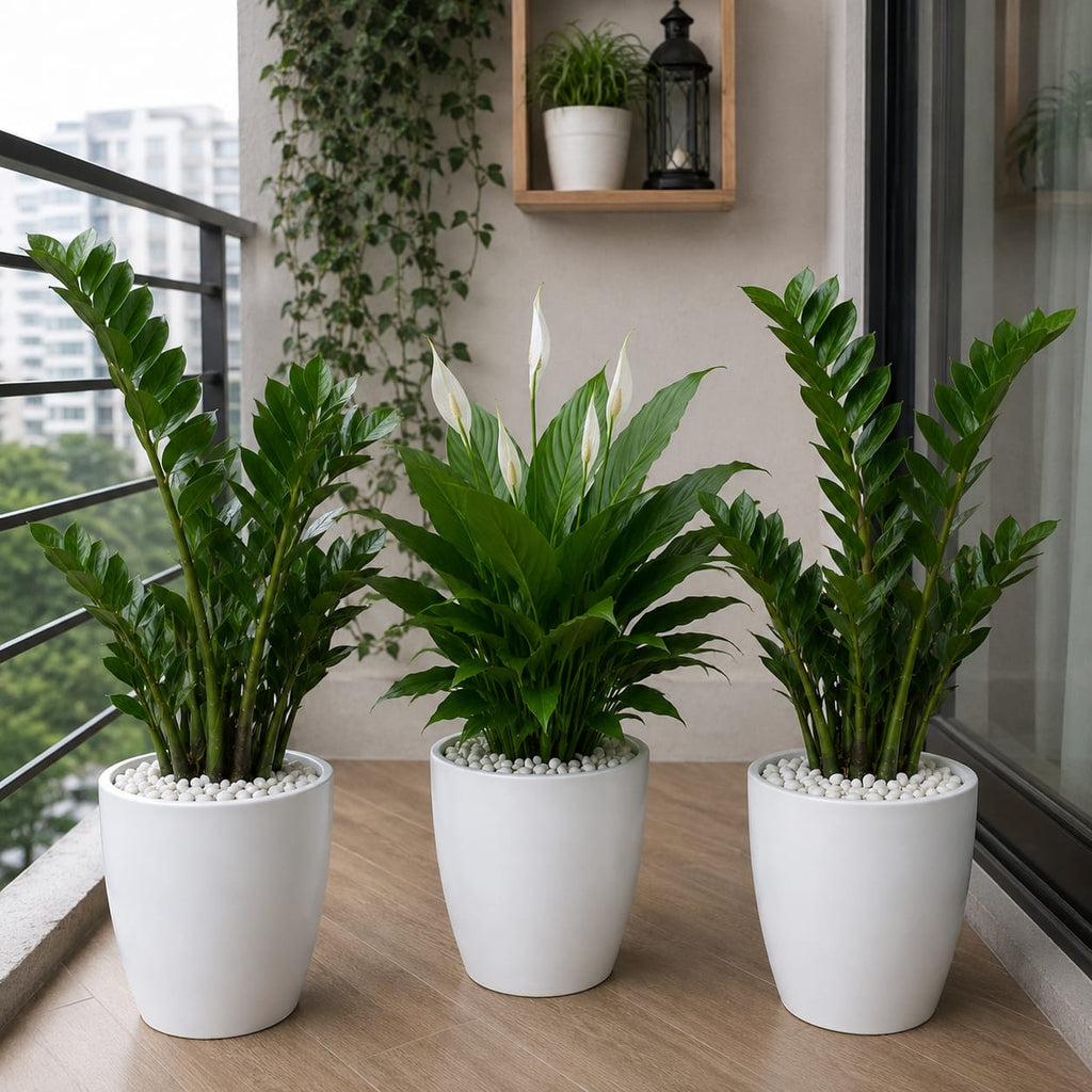 3 Plants Deal (2 ZZ Plants + 1 Peace Lily)