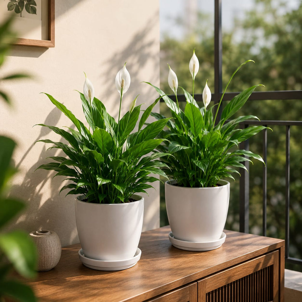 2 Plant Deal (Peace Lily)