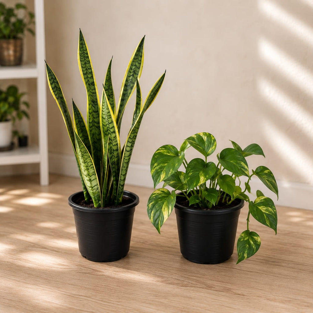 5 Plants Deal (Snake Plant, ZZ Plant, Rubber Plant, Money Plant, Peace Lily)
