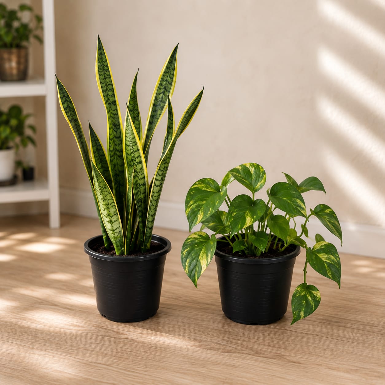5 Plants Deal (Snake Plant, ZZ Plant, Rubber Plant, Money Plant, Peace Lily)