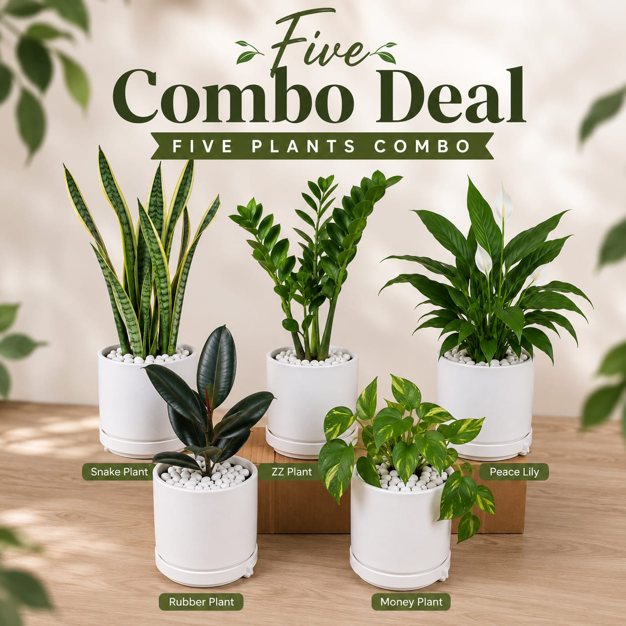 5 Plants Deal (Snake Plant, ZZ Plant, Rubber Plant, Money Plant, Peace Lily)