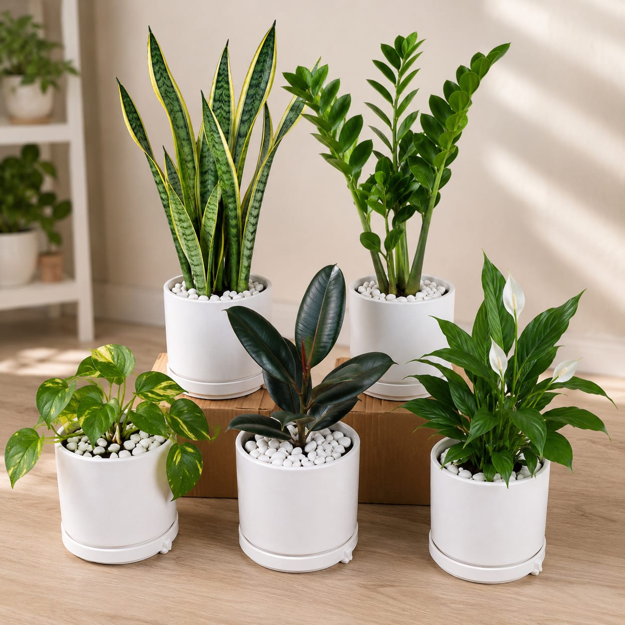 5 Plants Deal (Snake Plant, ZZ Plant, Rubber Plant, Money Plant, Peace Lily)