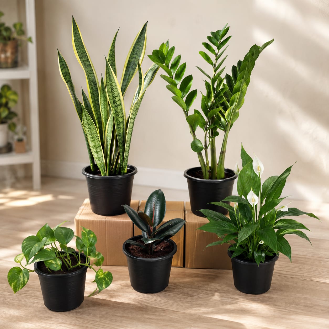 5 Plants Deal (Snake Plant, ZZ Plant, Rubber Plant, Money Plant, Peace Lily)