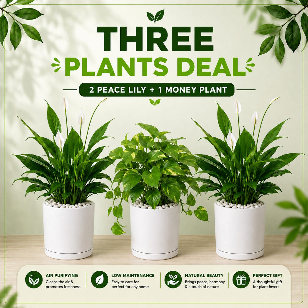 3 Plants Deal (2 Peace Lily Plants + 1 Money Plant)