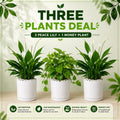 3 Plants Deal (2 Peace Lily Plants + 1 Money Plant)