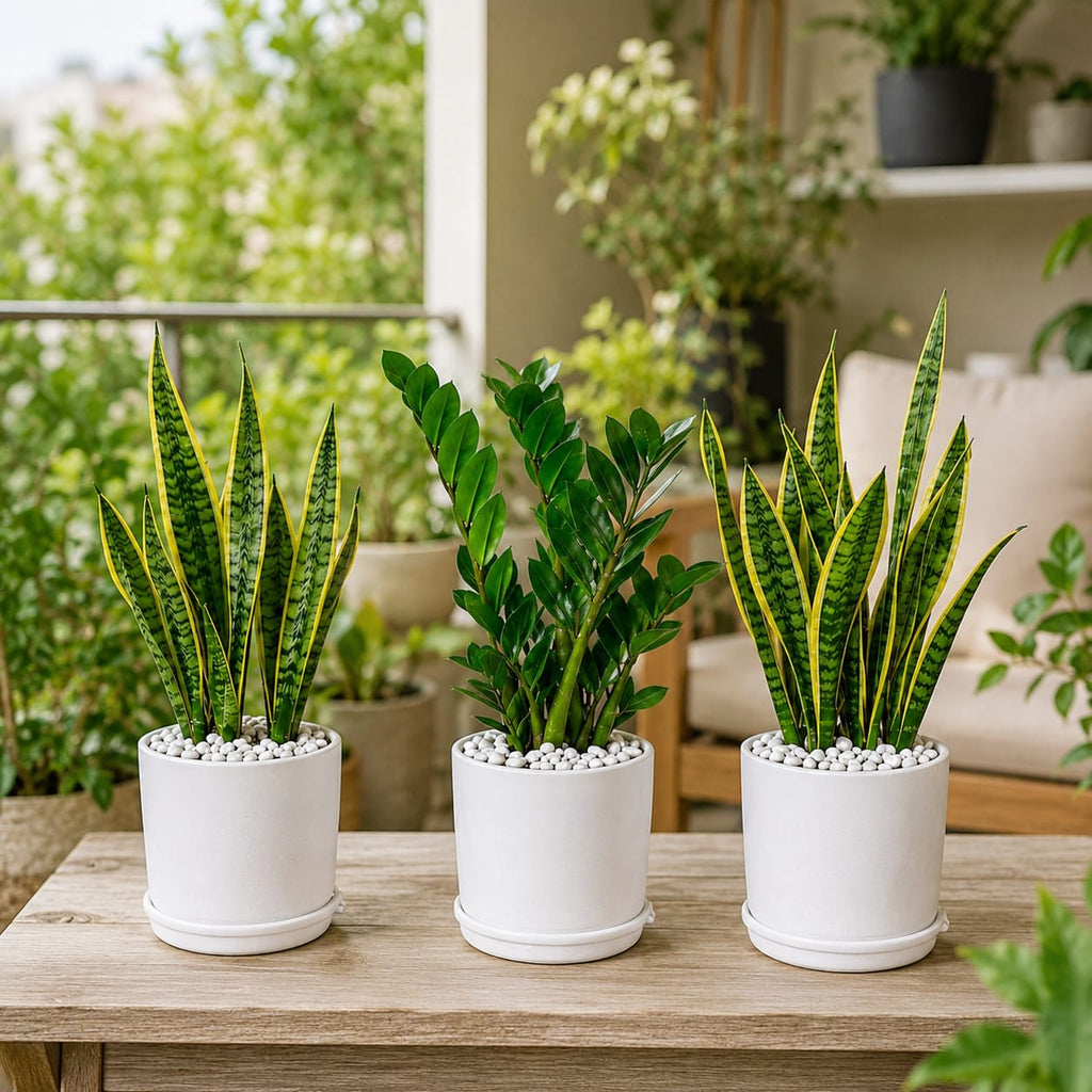 3 Plants Deal (2 Snake Plants + 1 ZZ Plant)