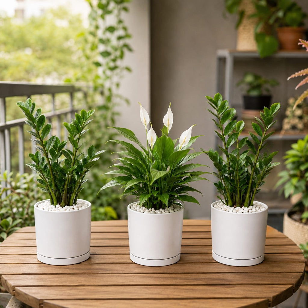 3 Plants Deal (2 ZZ Plants + 1 Peace Lily)