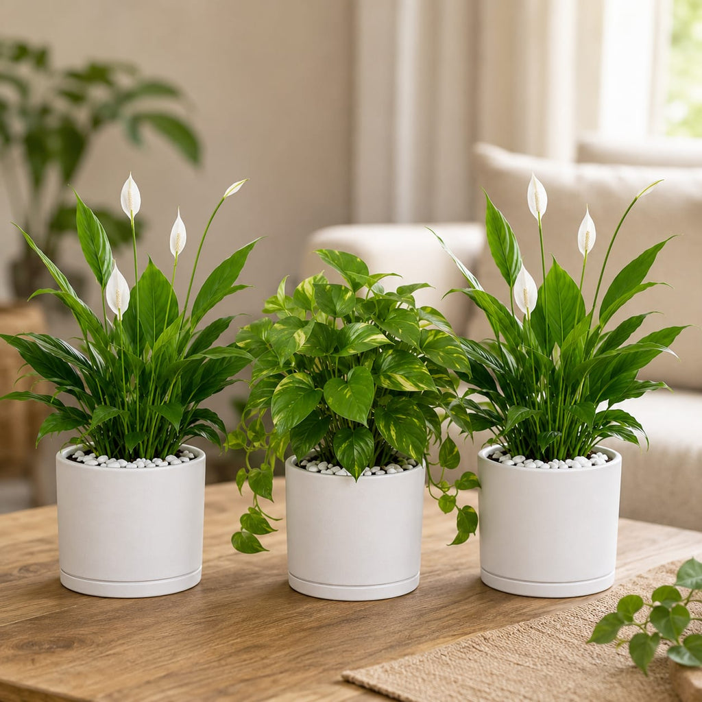 3 Plants Deal (2 Peace Lily Plants + 1 Money Plant)