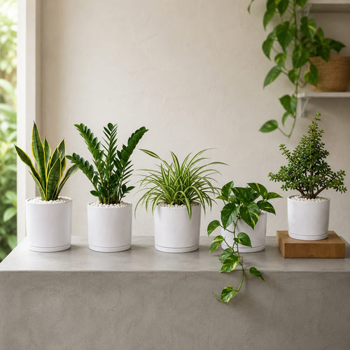 5 PLANTS DEAL FOR UAE