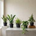 5 PLANTS DEAL FOR UAE