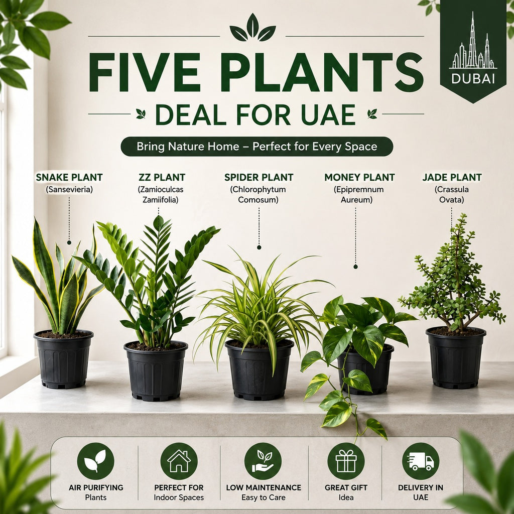 5 PLANTS DEAL FOR UAE