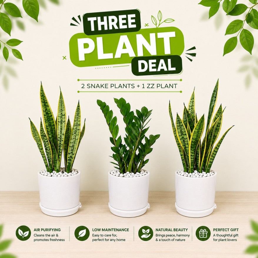 3 Plants Deal (2 Snake Plants + 1 ZZ Plant)
