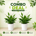 2 Plant Deal (Peace Lily)