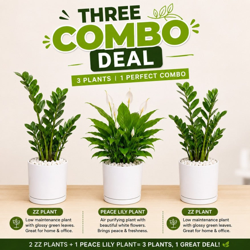 3 Plants Deal (2 ZZ Plants + 1 Peace Lily)