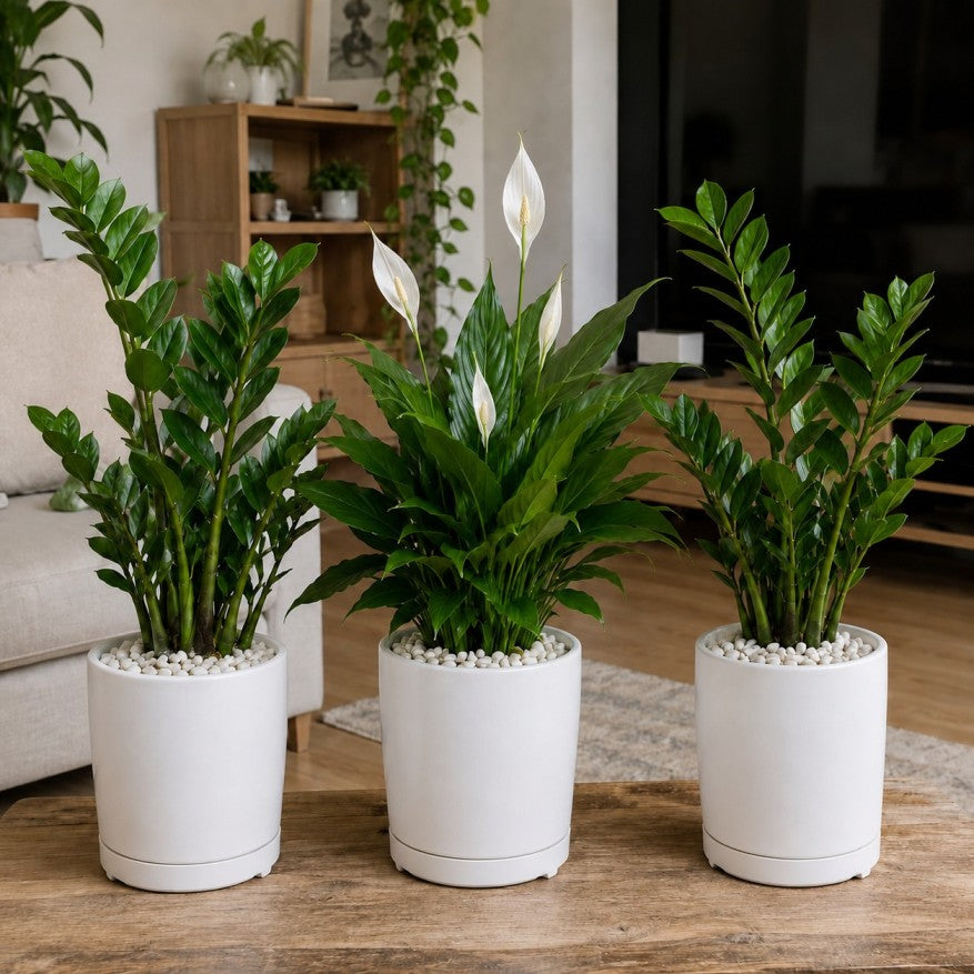 3 Plants Deal (2 ZZ Plants + 1 Peace Lily)