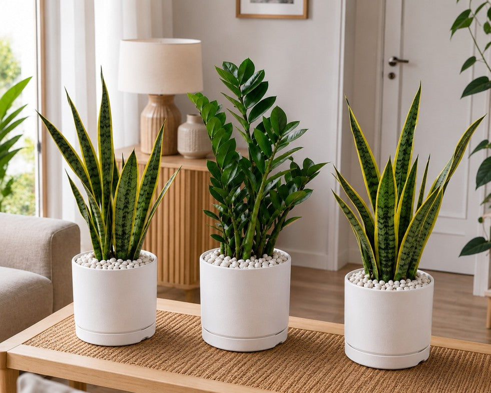 3 Plants Deal (2 Snake Plants + 1 ZZ Plant)