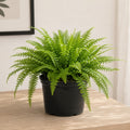 Boston Fern
