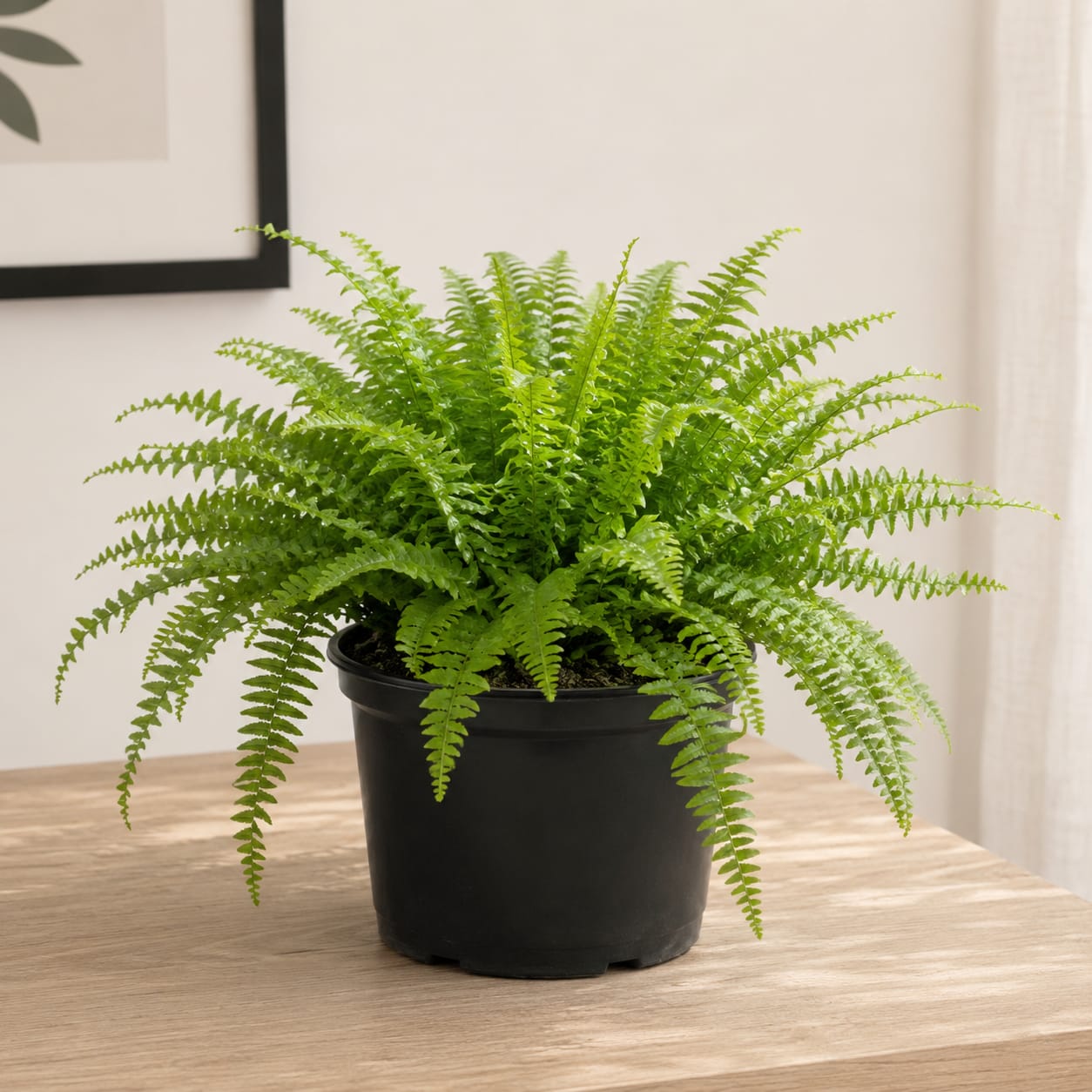 Boston Fern