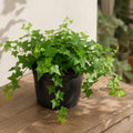 English Ivy