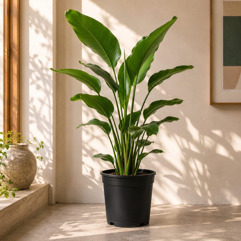 Bird Of Paradise