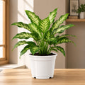Dieffenbachia Compacta